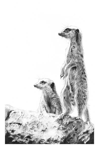 View Point (Meerkats) 