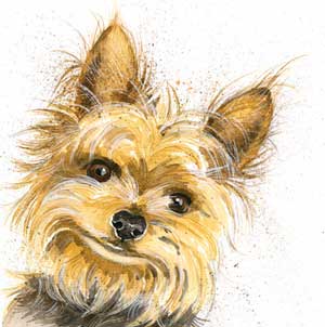 Stanley (Yorkshire Terrier)