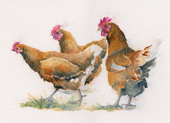 Red Heads (Chickens) SML