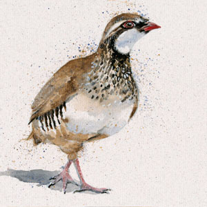 Red Baron (Red Legged Partridge)