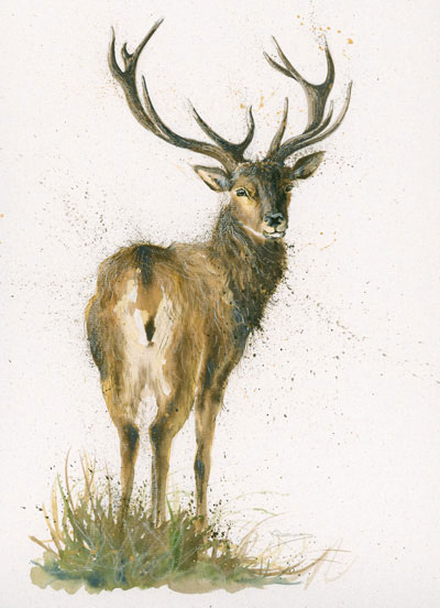 Highlander (Stag) - SML