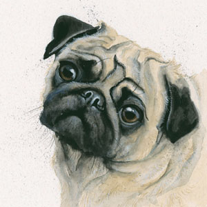 Pugsey (Pug)