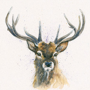Stags