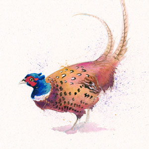 True Gent (Pheasant) 