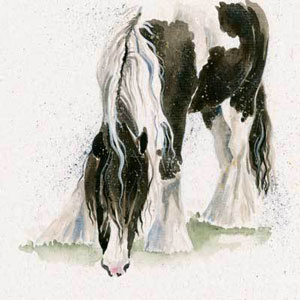 Gypsy (Gypsy Vanner)