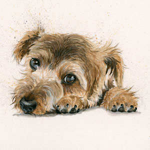 Bootiful (Border Terrier) 