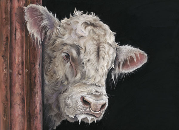 Allo, Allo - Charolais Bull