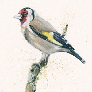 Gold Finger (Gold Finch) 