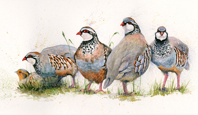 Hidden Grey - French Partridge SML