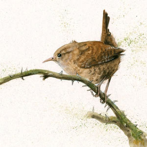 Little Wren (Wren) 