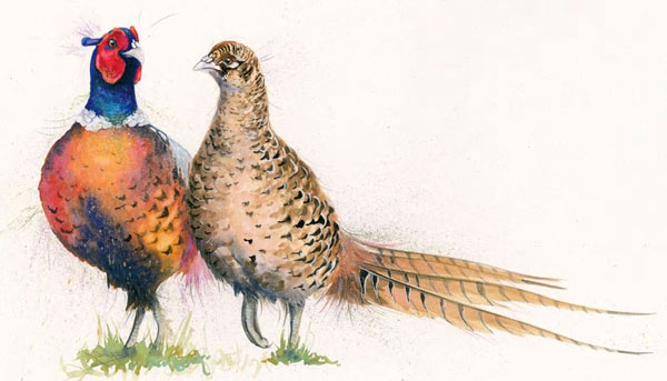 Love Birds (Pheasants) - SML 