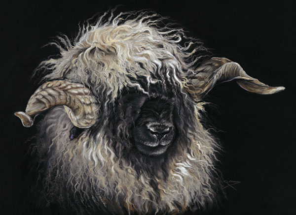 Mr Blacknose (Valais Ram)