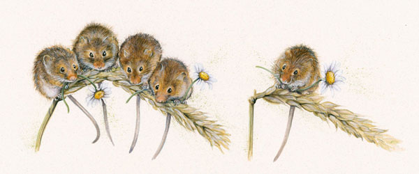 Social Distancing (Dormice) 