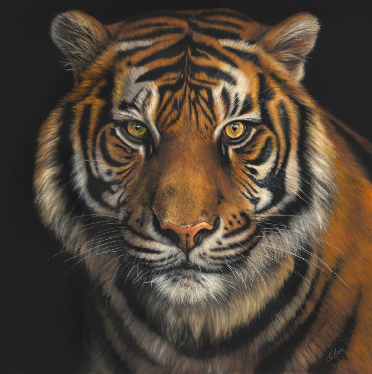Hungry Eyes (Tiger)