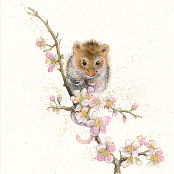 Blossom (Dormouse) 