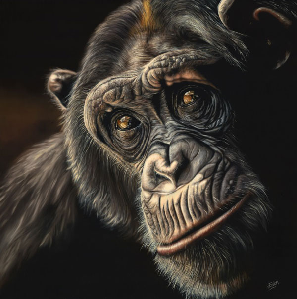 Reflection (Chimp)