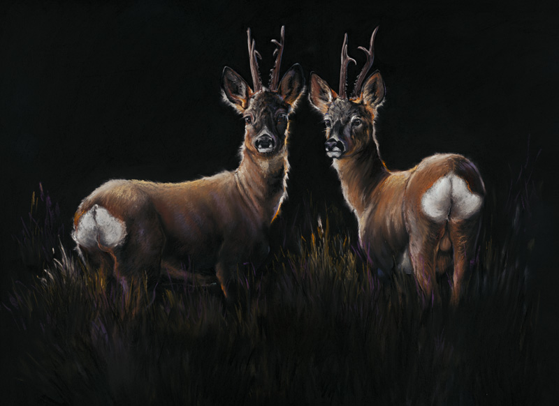 Two In A Row - Roe Deer