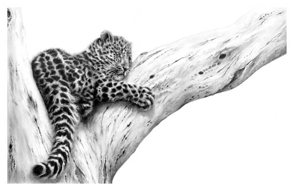 Out On A Limb (Amur Leopard) 