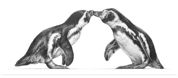 Kiss and Make Up (Penguins) 