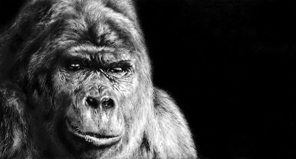 Contemplation (Gorilla) 