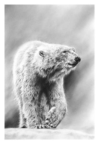 Artic Wanderer (Polar Bear) 