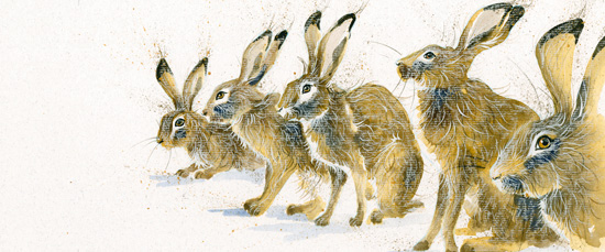 The Line Up (Hares)