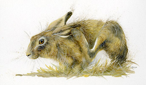 Gentle Touch (Hare) 