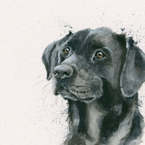 Lad (Black Lab) 