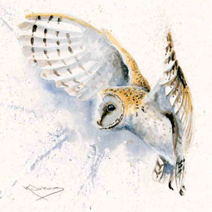 Night Owl (Barn Owl) 