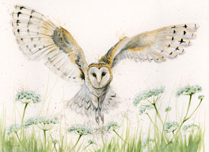 A Wing And A Prayer (Barn Owl) - SML