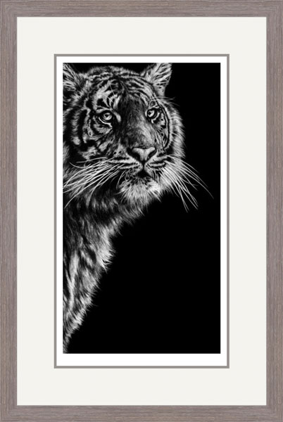 Dangerous Contrast (Sumatran Tiger)