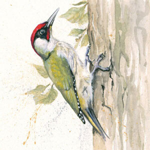 Knock Knock (Green Woodpecker) 