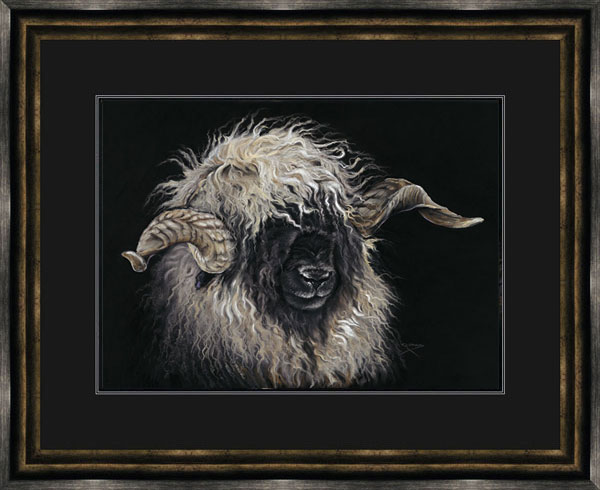 Mr Blacknose (Valais Ram)