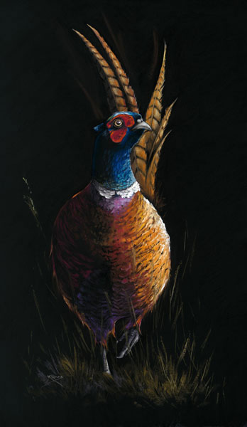 Cock of the Walk (Pheasant)