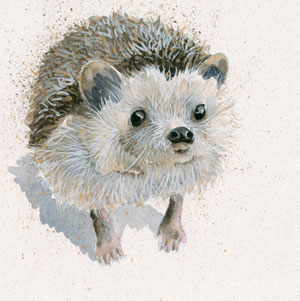 Spike (Hedgehog) 
