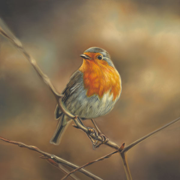 The Spectator - Robin 