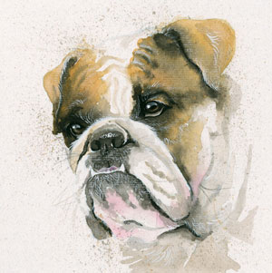 Winston (Bulldog)