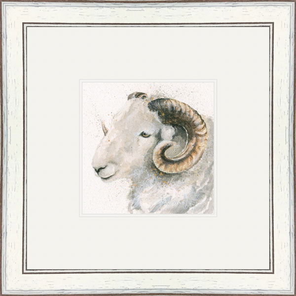 Herdwick (Herdwick Sheep)